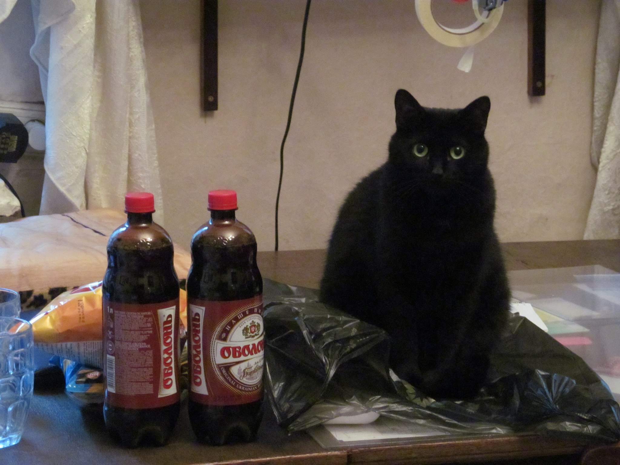 Коты бывают разные: И чистые, и грязные, Худые, полосатые, Блохастые, пузатые, Коварные и добрые, ...