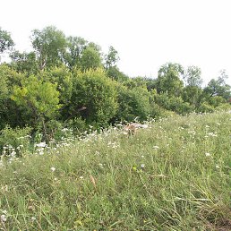 ���� ����, ����������, 43 ���� - ��������� 11 ������ 2015