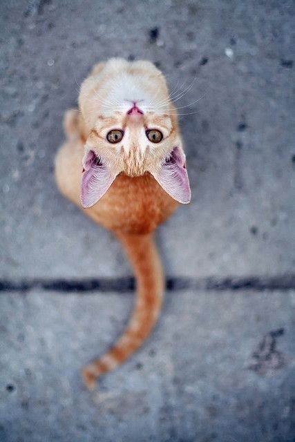 .#animal@travel.blog