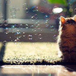 Day like a bubble