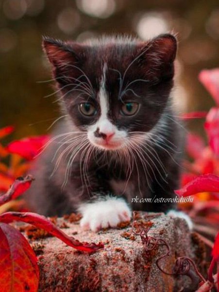 ||  ... || - 8  2015  13:31