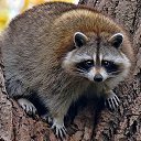 ���� ������, �����, 69 ��� - ��������� 8 ������� 2015 � ������ �������