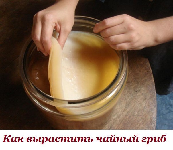 Чайный гриб — антибиотик из банки. Как вырастить самостоятельно. Чайный гриб — это симбиоз различных ...