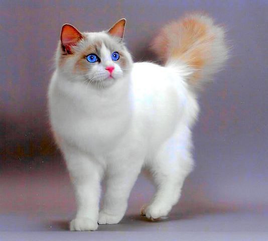 Эта кошка желаний! 1) Загадай желание, 2) Нажми класс! 3) Оно сбудется через 3 дня;)