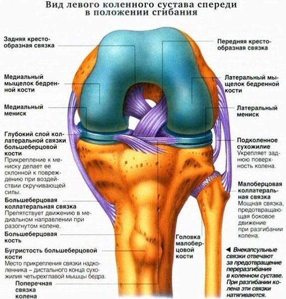 Связочный аппарат коленного сустава.Коленный сустав частично окружен капсулой, его прочность зависит ...