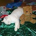  , , 51  -  14  2014    .