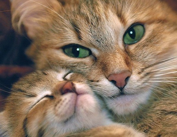 Цените родителей. Вас никто никогда не будет любить так сильно, как они.