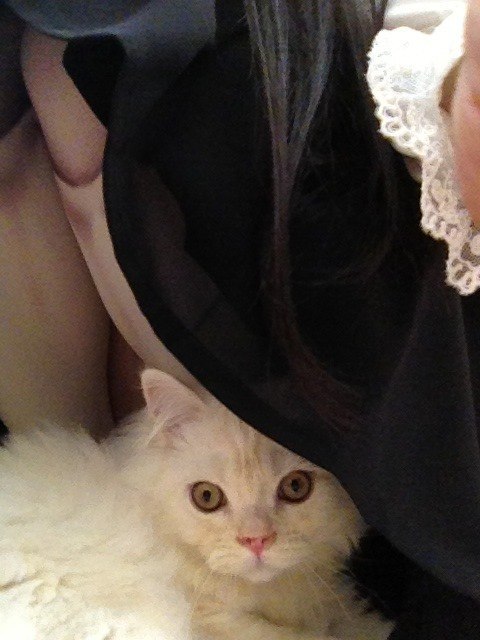 cat cafe - 6