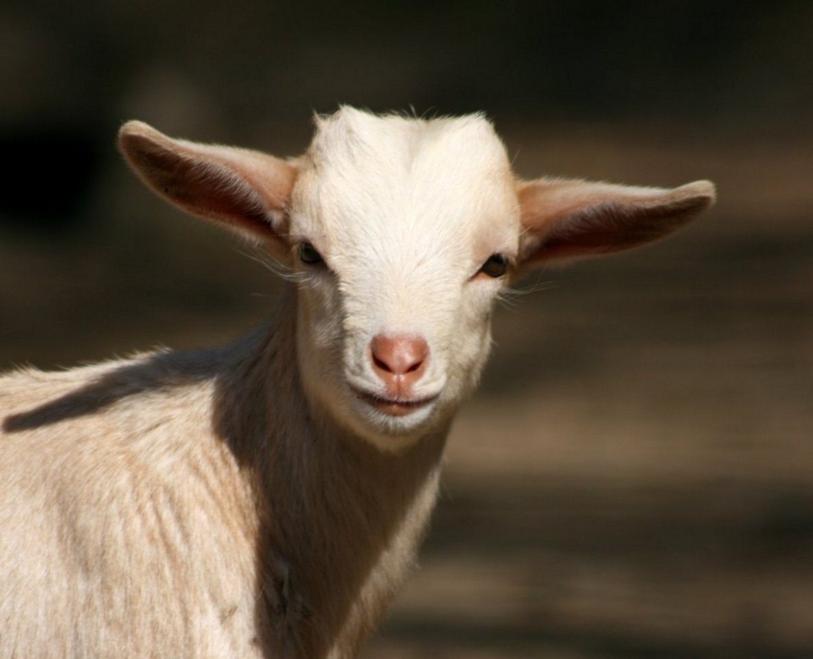 ����� ��������.#animal@travel.blog - 4