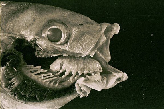  . Cymothoa exigua    ,   ...