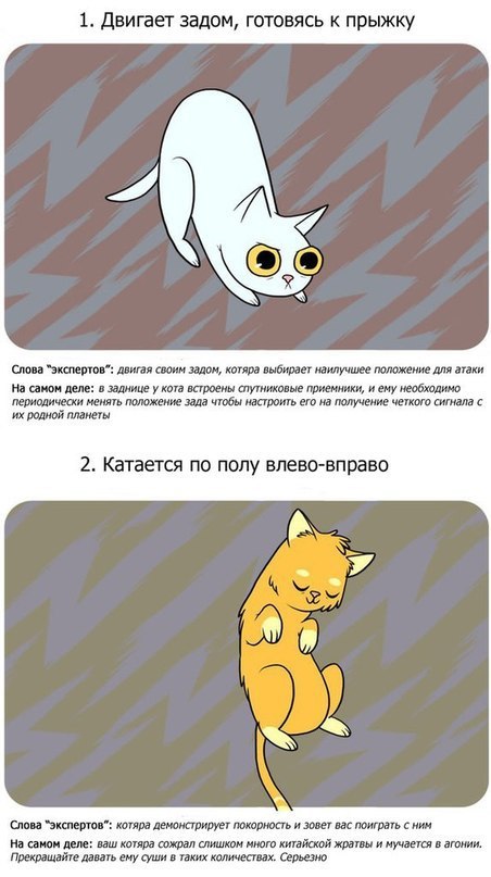 Факты о котиках