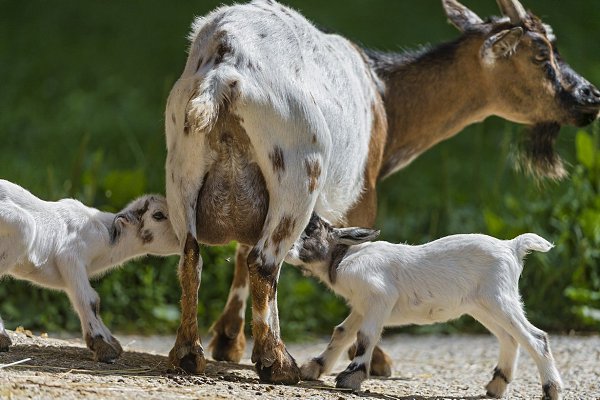 ����� ��������.#animal@travel.blog - 6
