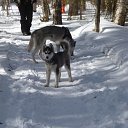 ���� �������, �����, 53 ���� - ��������� 3 ����� 2015 � ������ ���������� � ����������