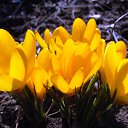 ���� �����, ������, 55 ��� - ��������� 8 ����� 2015 � ������ ���� ����������