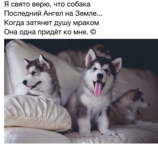 .•°Dogs Forever°•. - 14  2015  15:31