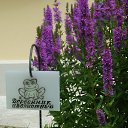 ���� ������, �����-���������, 40 ��� - ��������� 27 ���� 2015 � ������ ���� ����������