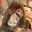  Irina, , 56  -  11  2015    