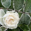 ���� �����, ������ - ��������� 1 �������� 2015 � ������ ���� ����������