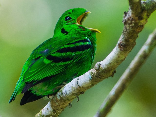 Это один из самых зеленых. Изумрудная танагра. Птица маленькая зеленая. Животные зеленого цвета. Это один из самых зеленых.