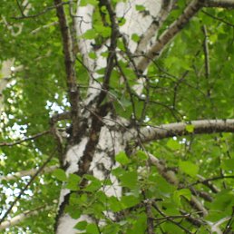 ���� �������, �������, 62 ���� - ��������� 17 ��� 2015