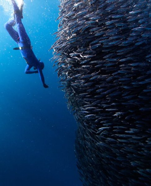 Подводная часть портфолио современного фотографа Jorge Cervera Hauser. - 11