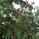 ���� ��� ��������