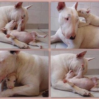 Английский бультерьер. - 15 мая 2015 в 23:14