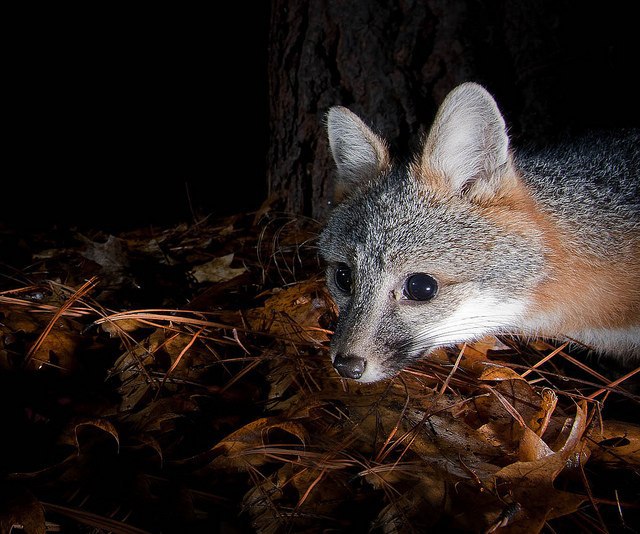 Грей фокс лиса. Телефон серый лис. Студия серого лиса. Лиса грей фокс шкурка. Серый лис слушать.