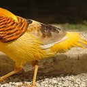 ���� �����, �����-��������� - ��������� 18 ���� 2015 � ������ ���� ����������