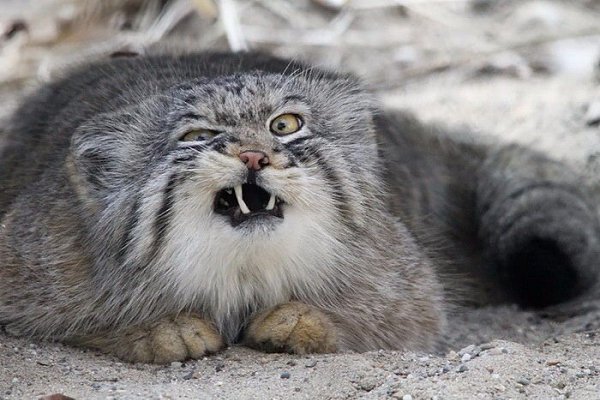 Манулы – самые эмоциональные животные на Земле.#animal@travel.blog - 5