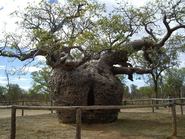 Boab Prison Tree — дерево тюрьма.Большое полое дерево, которое находится к югу от города Дерби, ...