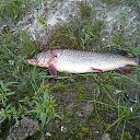 ���� ���������, ������, 66 ��� - ��������� 30 ������� 2015 � ������ ��������