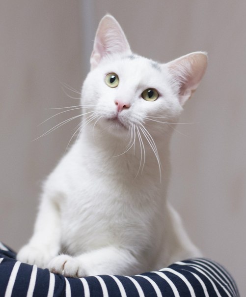 Капуста цветная совершенно белая f1. Совершенно белые. Тень минимализм. Совершенно белые. Совершенно белые.