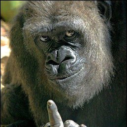 ���� ����, �����-���������, 35 ��� - ��������� 4 ���� 2015