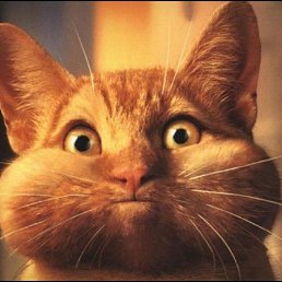 �������, ��������, 67 ���