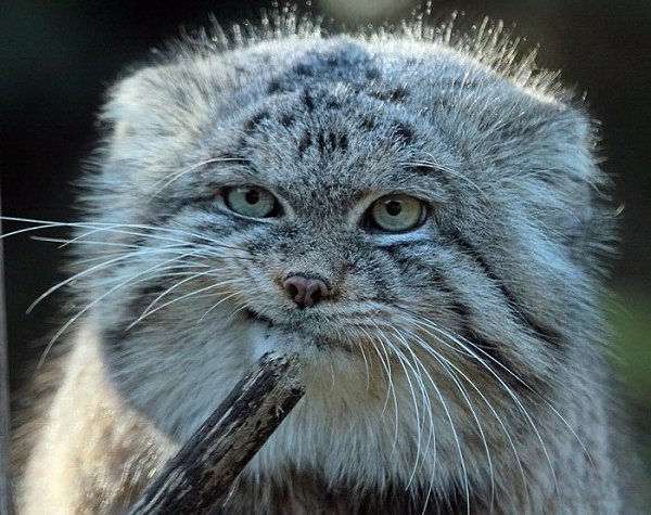 Манулы – самые эмоциональные животные на Земле.#animal@travel.blog - 4