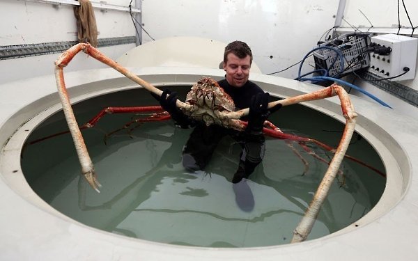 Гигантского японского морского краба-паука по прозвищу