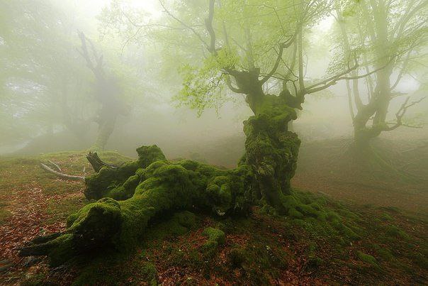    .   (Gorbea Natural Park)     ...