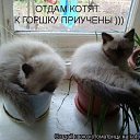 ���� ����, �����, 57 ��� - ��������� 24 ������ 2015 � ������ ���� ����������