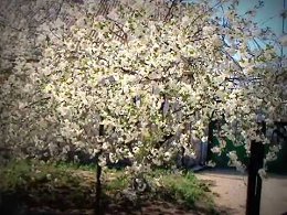  . Flowering cherry.