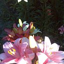 ���� Natali, ������ - ��������� 2 ���� 2015 � ������ ���� �������� 2015�