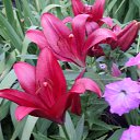  , - -  20  2015    .