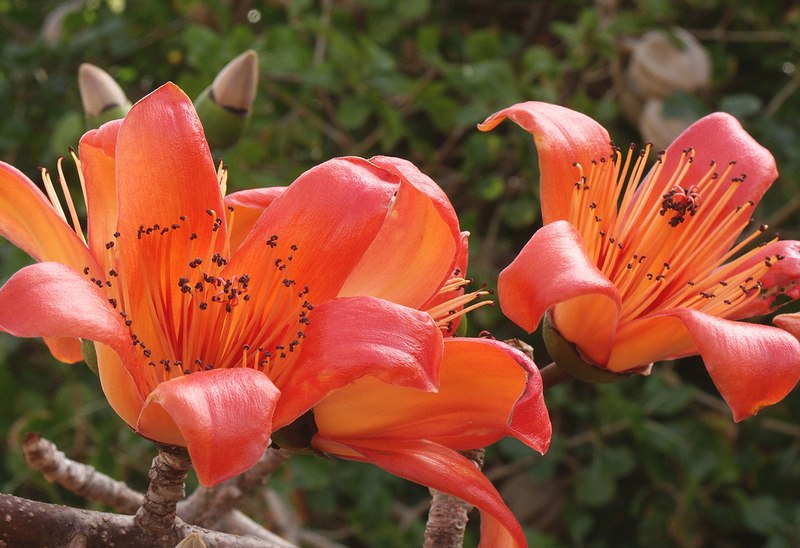    Bombax ceiba.    -  -  ... - 17