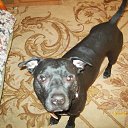 ���� ���������, ������, 38 ��� - ��������� 1 ���� 2015 � ������ ������ ��������