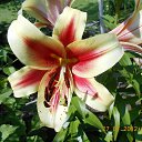 ����� �� ������� ���� ������