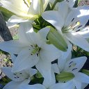 ���� �������, �������, 54 ���� - ��������� 20 ���� 2015 � ������ ���� ����������