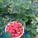 ���� Maslenitsa, ������, 54 ���� - ��������� 18 ������� 2015 � ������ ���� ����������