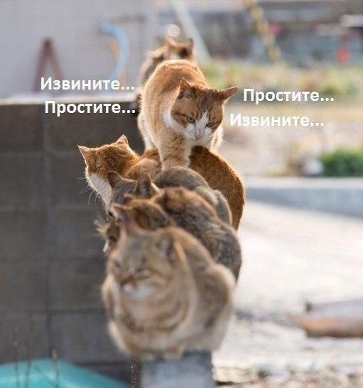 Когда опоздал на сеанс в кино и пытаешься протиснуться на свое место