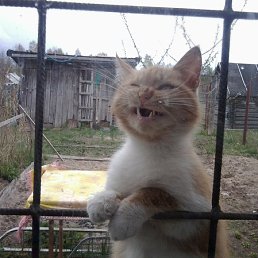 Kuk, ������