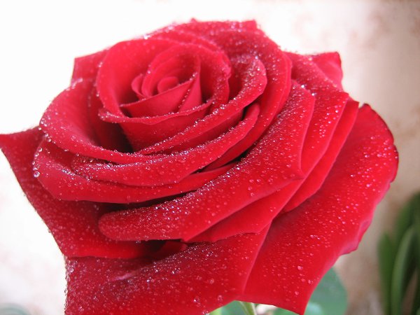 http://s01.yapfiles.ru/files/1241291/_dushi.swf  ,   !!